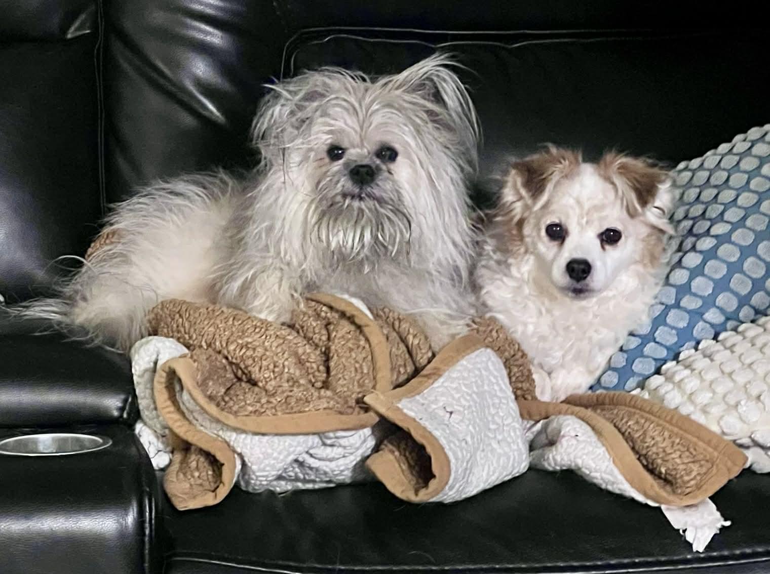 Enlarge Rascal and Cece, a ADOPTABLE mixed breed in Edmonton, AB image 3/5