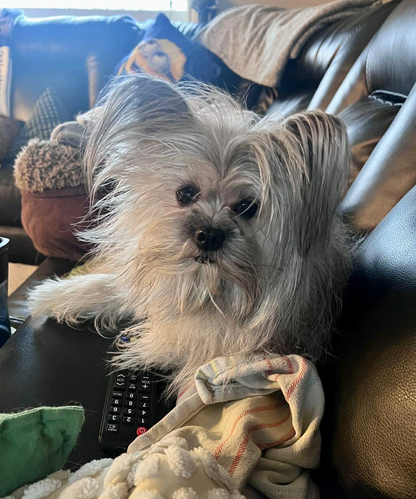 Enlarge Rascal and Cece, a ADOPTABLE mixed breed in Edmonton, AB image 5/5