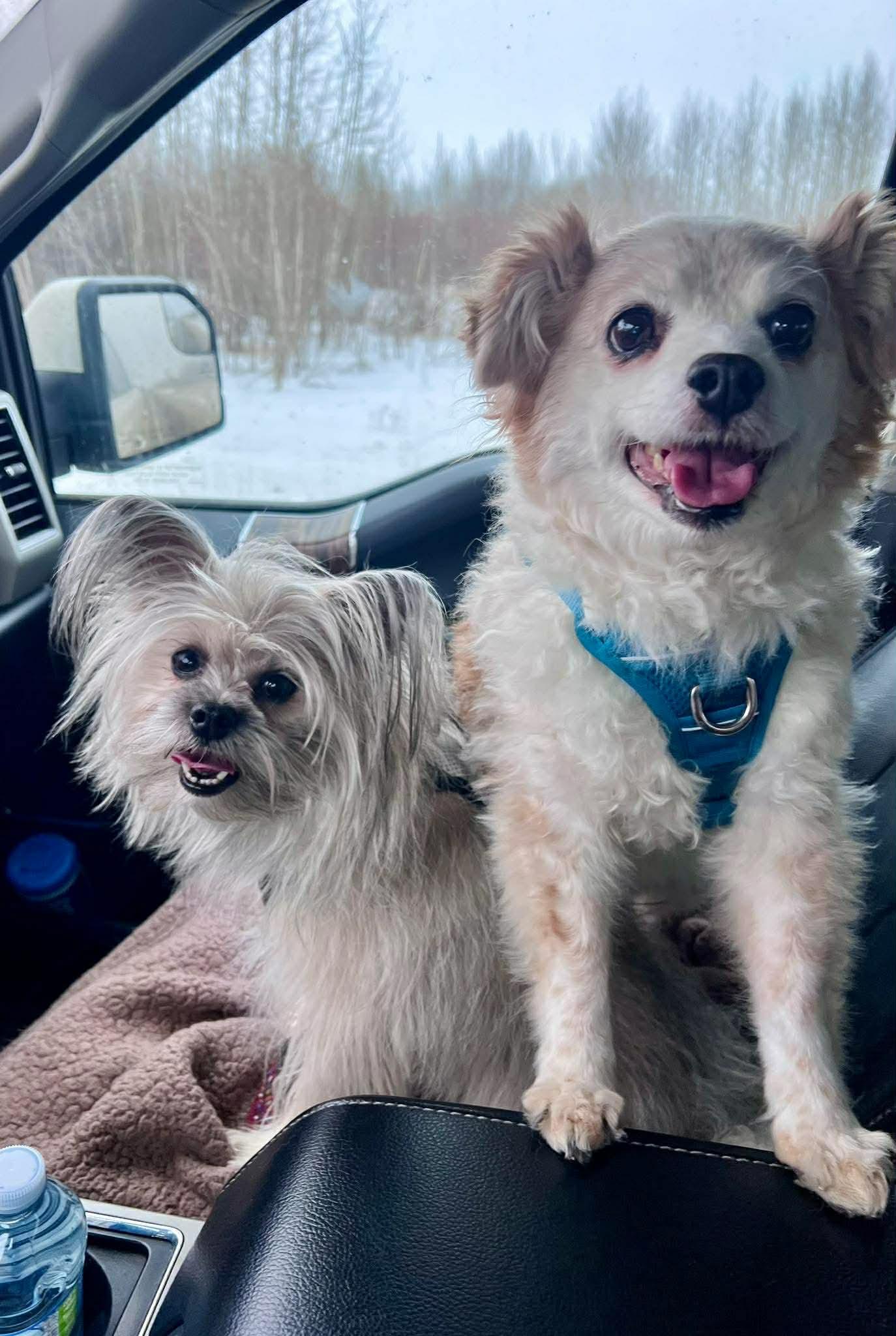 Rascal and Cece, ADOPTABLE, Adult Male Chihuahua & Yorkshire Terrier.