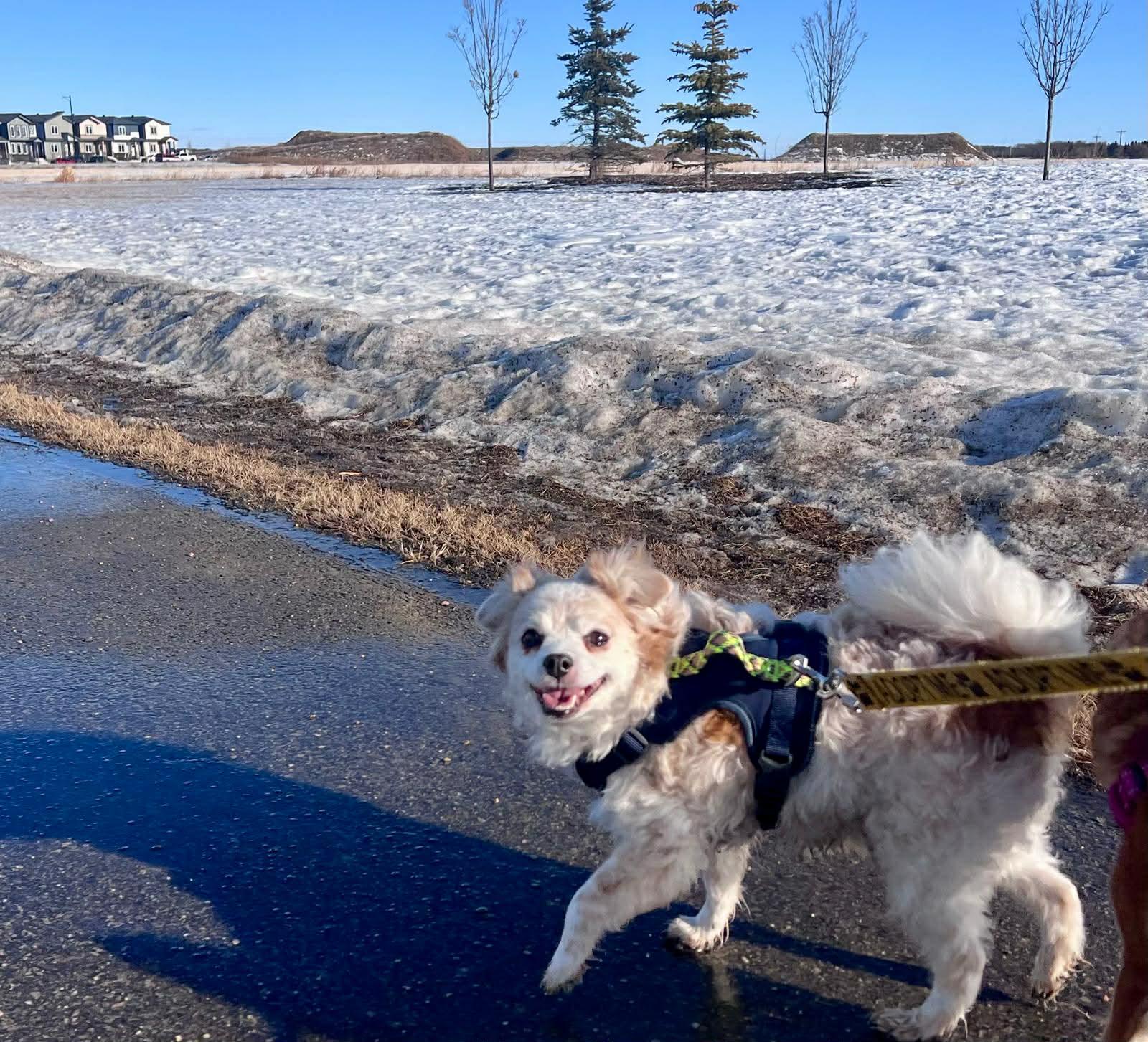 Enlarge Rascal and Cece, a ADOPTABLE mixed breed in Edmonton, AB image 4/5