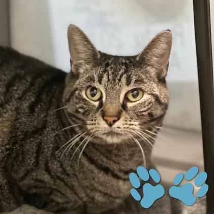 Scooter , Adoptable, Adult Female Domestic Short Hair.