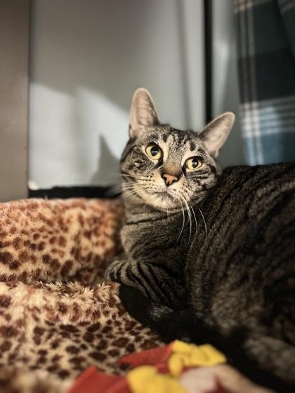 Enlarge Scooter , a Adoptable mixed breed in Sacramento, CA image 2/3