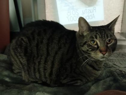 Enlarge Scooter , a Adoptable mixed breed in Sacramento, CA image 3/3