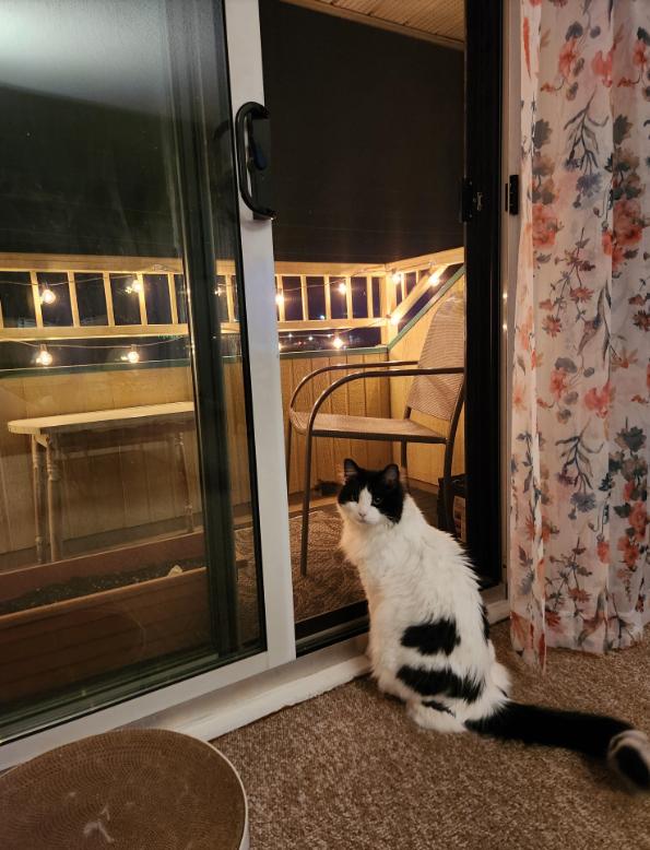 Obi, a Adoptable mixed breed in Oshawa, ON image 1/2