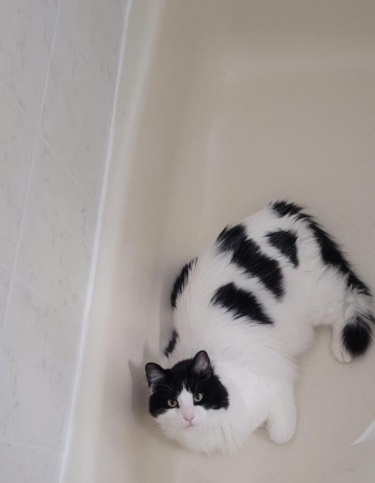 Obi, Adoptable, Adult Male Domestic Long Hair.