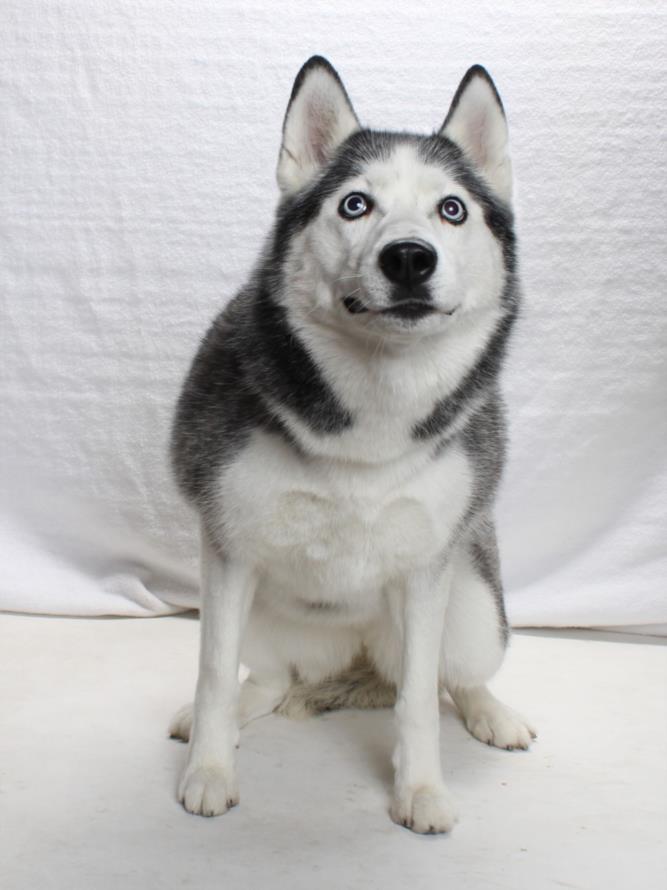 SNEAKERS, Adoptable, Adult Female Husky.