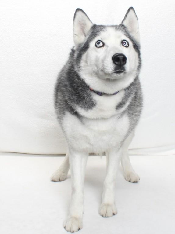 SNEAKERS, Adoptable, Adult Female Husky.