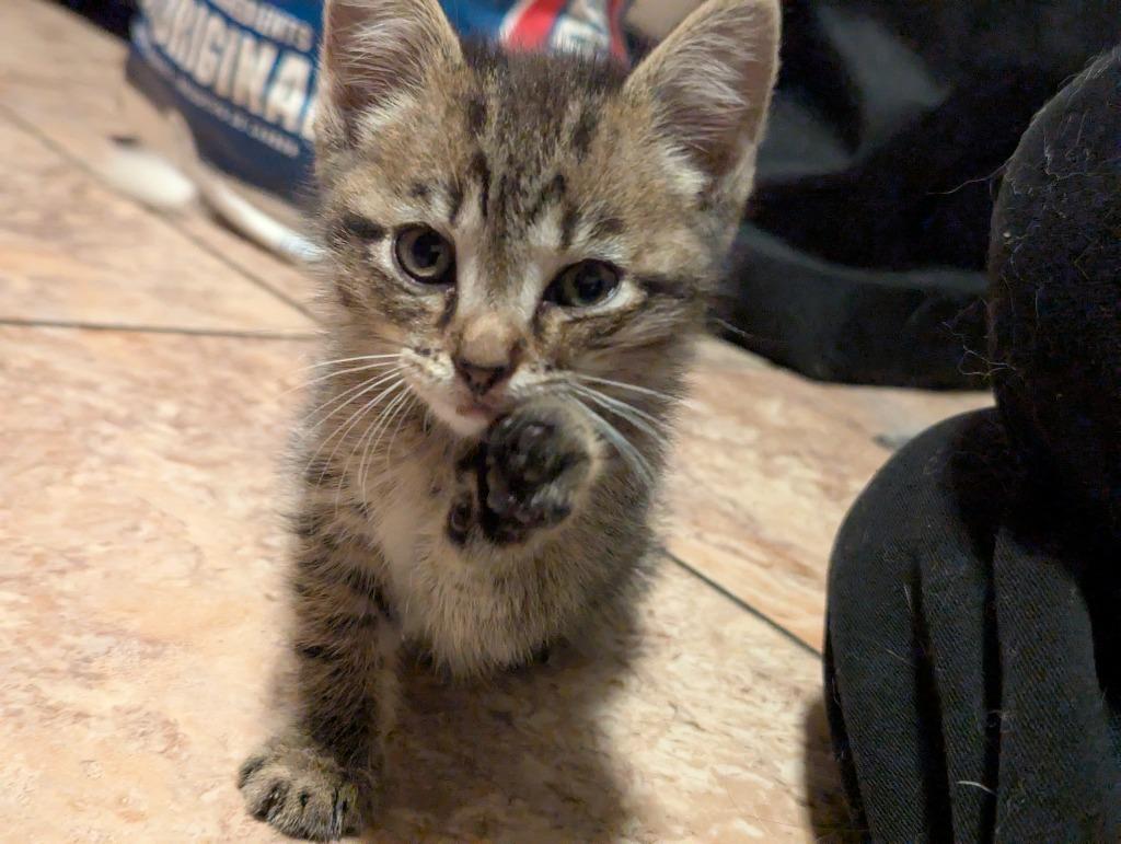 Mighty Mouse thumbnail 2