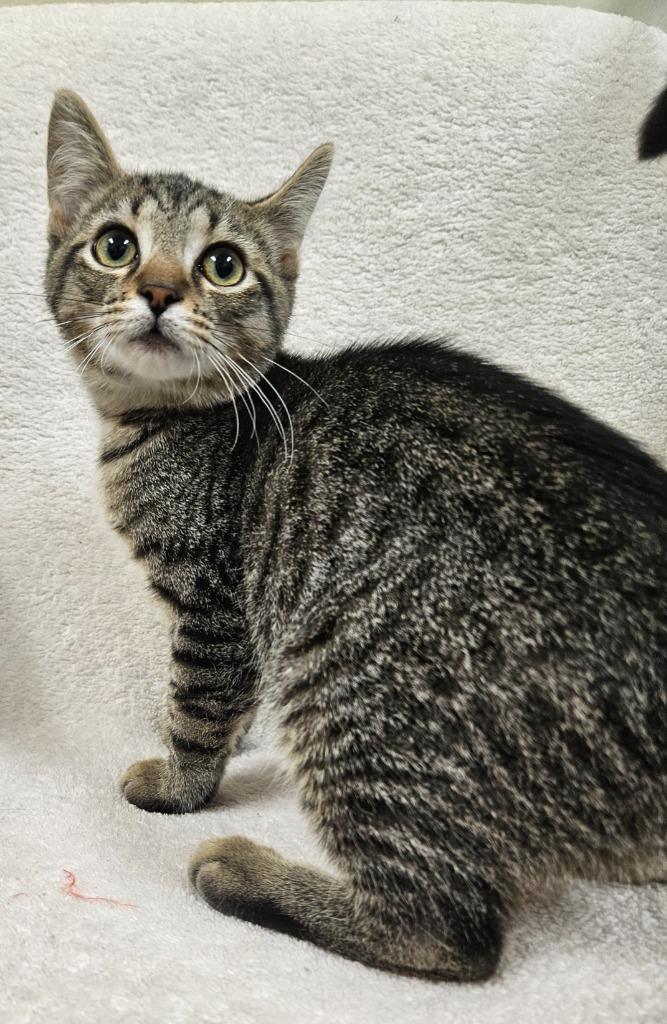 Mighty Mouse thumbnail 3