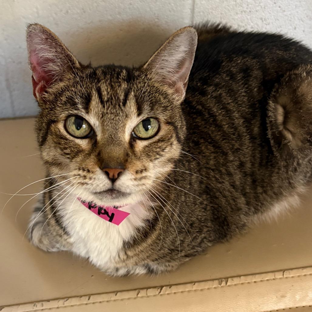 Enlarge Poppy, a Adoptable Domestic Short Hair in Laredo, TX image 1/3