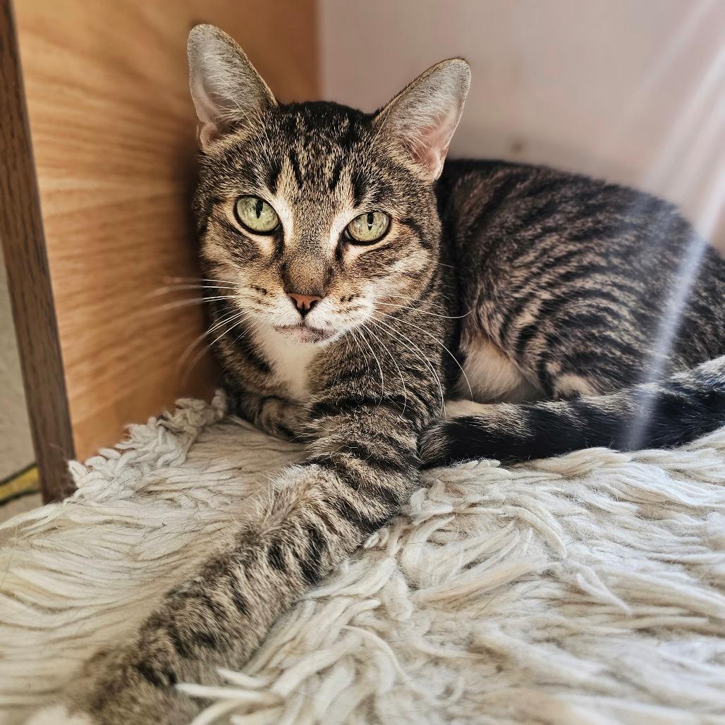 Enlarge Poppy, a Adoptable Domestic Short Hair in Laredo, TX image 2/3