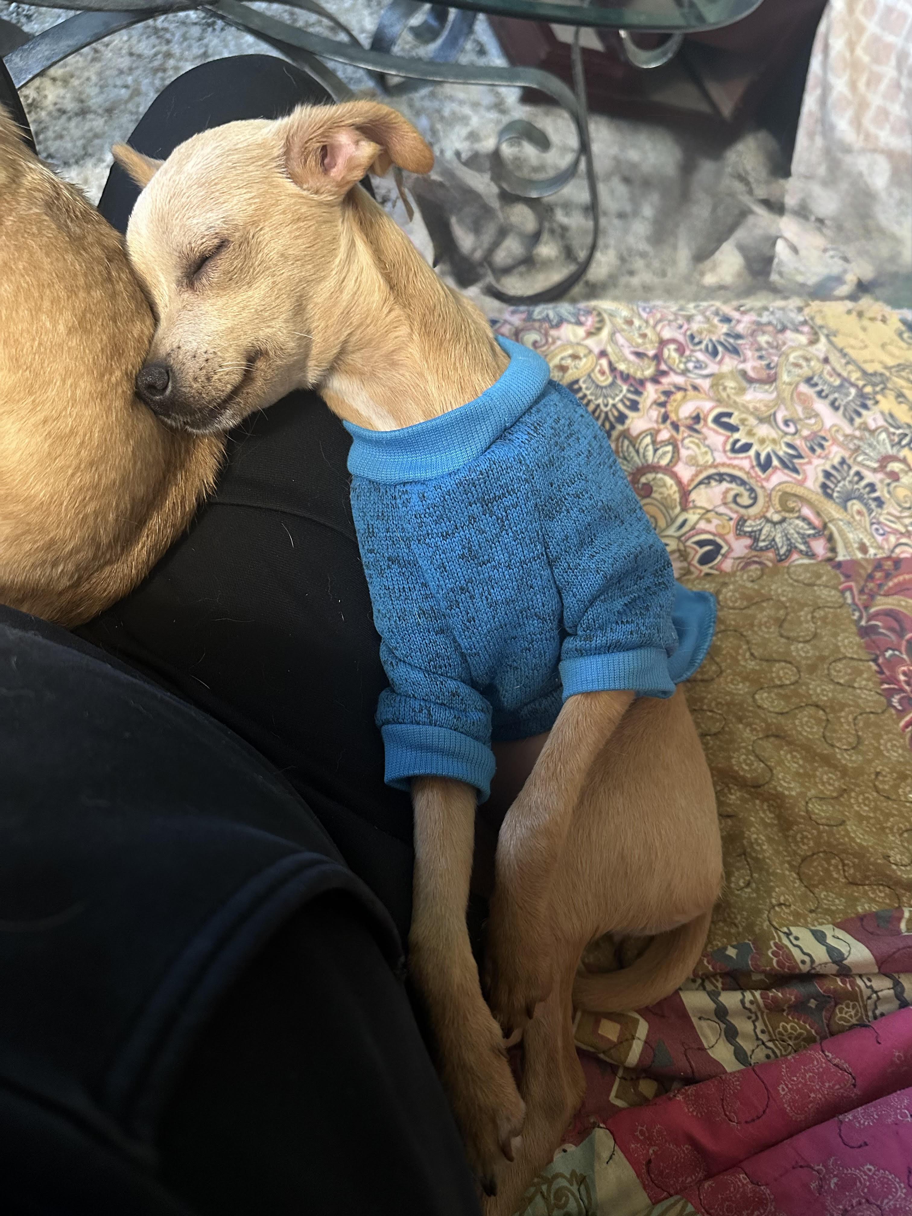 Gracie photo 5