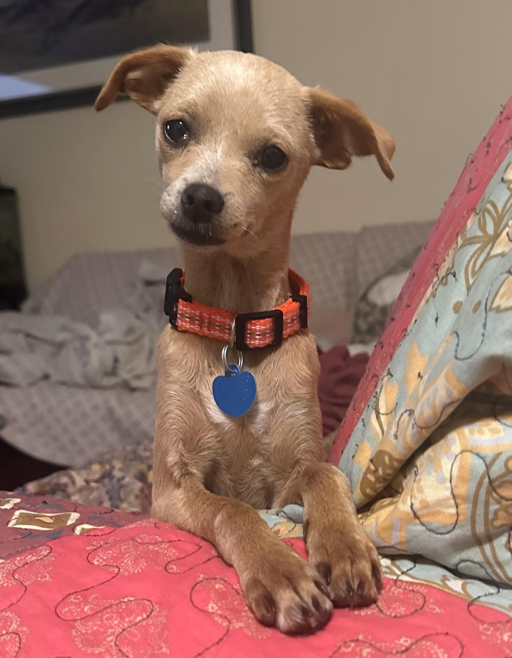 Gracie