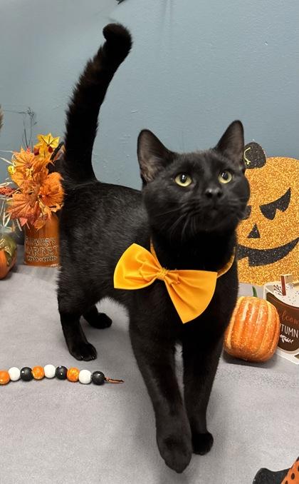 Louie, a Adoptable mixed breed in Tinley Park, IL image 5/6