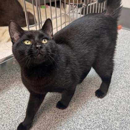 Louie, a Adoptable mixed breed in Tinley Park, IL image 2/6