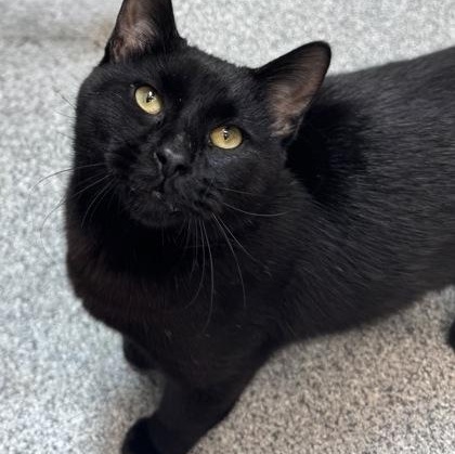 Louie, a Adoptable mixed breed in Tinley Park, IL image 3/6