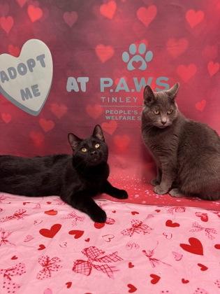 Louie, Adoptable, Young Male Domestic Short Hair.