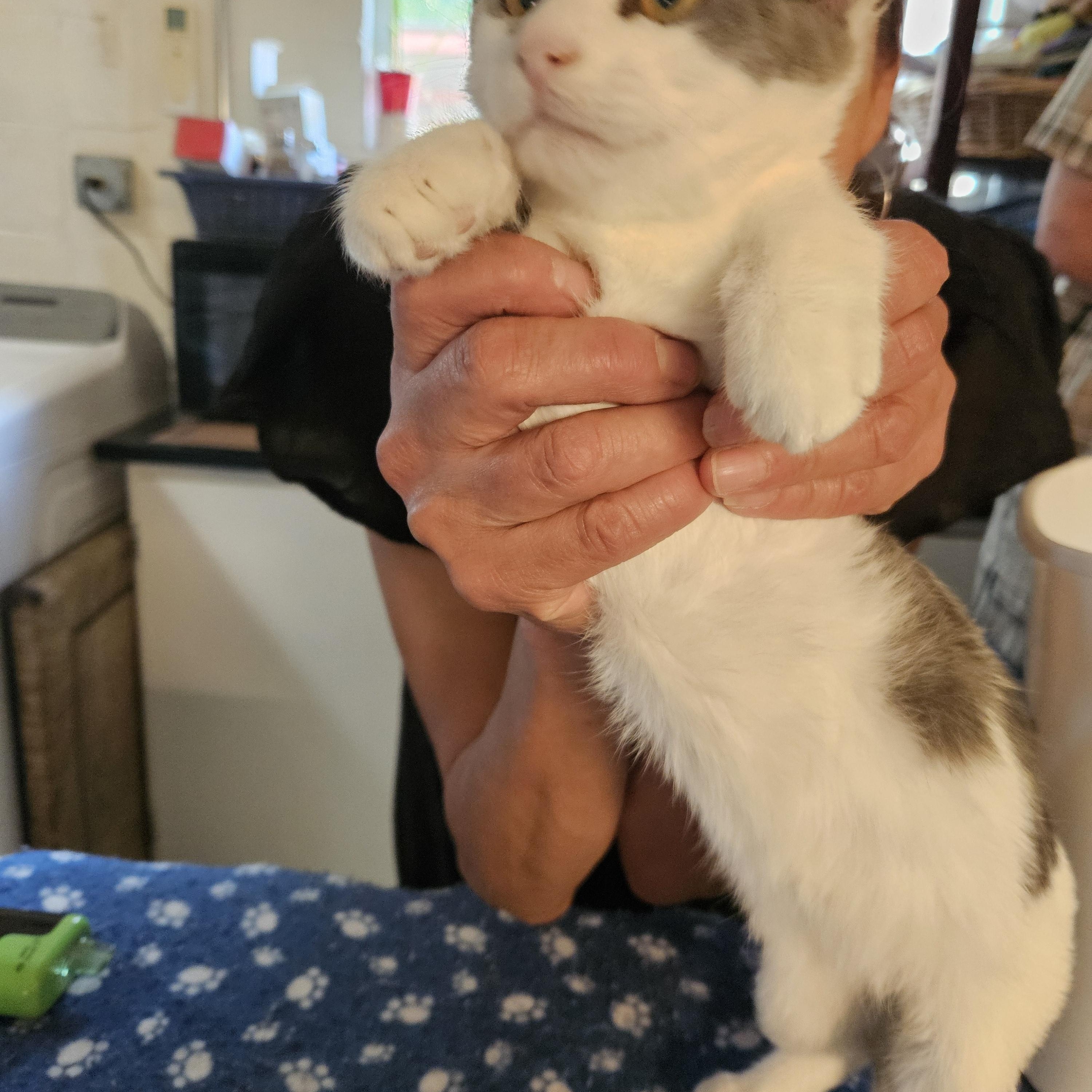 Enlarge Arthur, a Adoptable Domestic Short Hair in Alpine, TX image 1/1