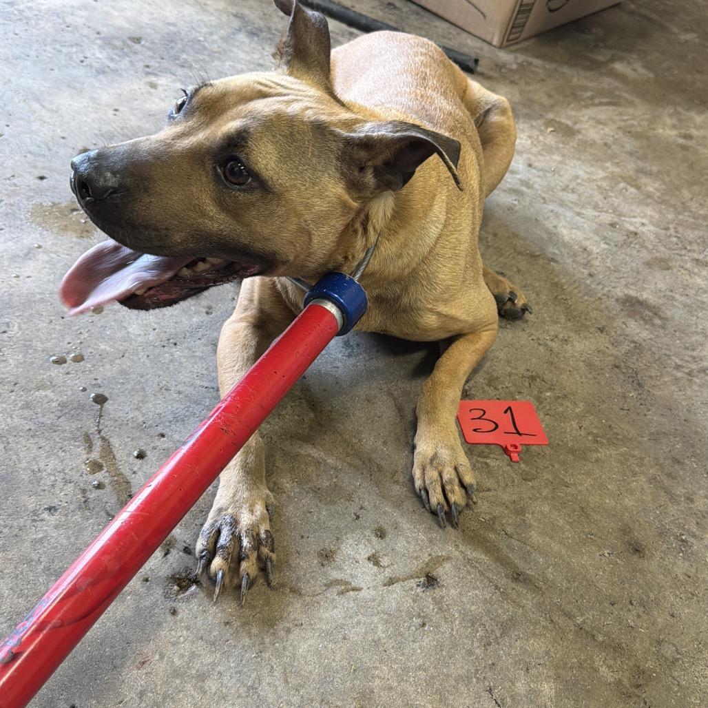D31 "Izzy", Adoptable, Adult Female Pit Bull Terrier & Mixed Breed.