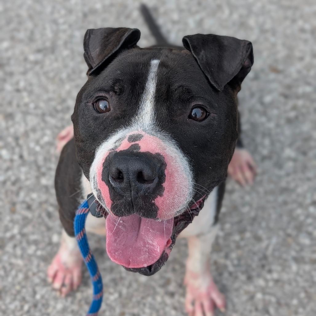 Enlarge Smooch, a Adoptable Mixed Breed in Jeffersonville, IN image 1/4