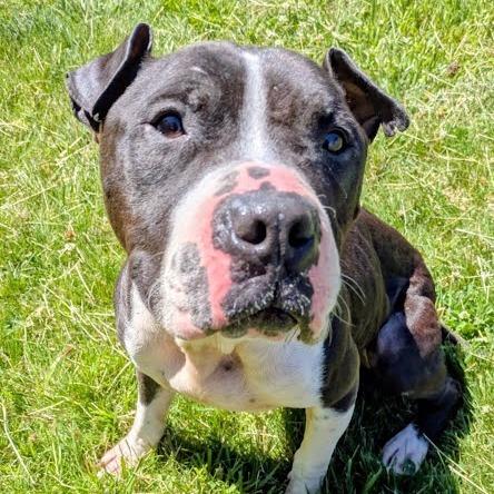 Enlarge Smooch, a Adoptable Mixed Breed in Jeffersonville, IN image 1/1