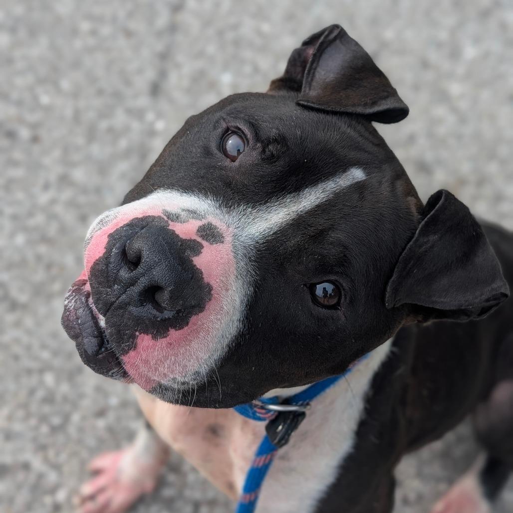 Enlarge Smooch, a Adoptable Mixed Breed in Jeffersonville, IN image 3/4