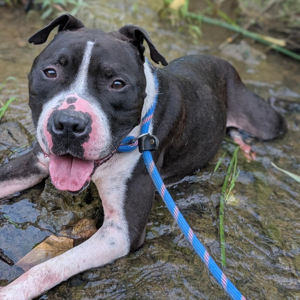 Enlarge Smooch, a Adoptable Mixed Breed in Jeffersonville, IN image 4/4