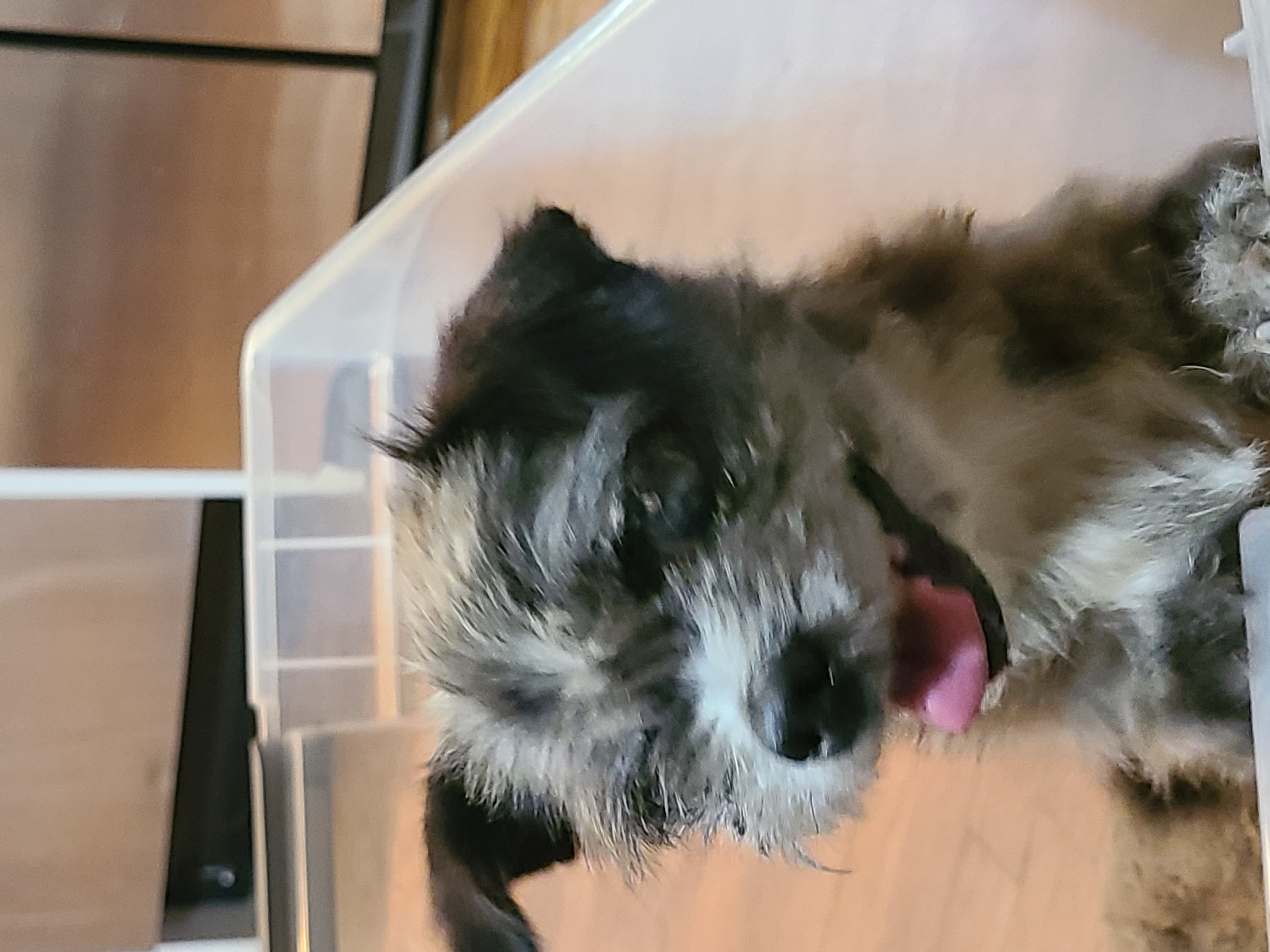 Lil Granny, an adoptable Yorkshire Terrier, Shih Tzu in Blessing, TX, 77419 | Photo Image 3