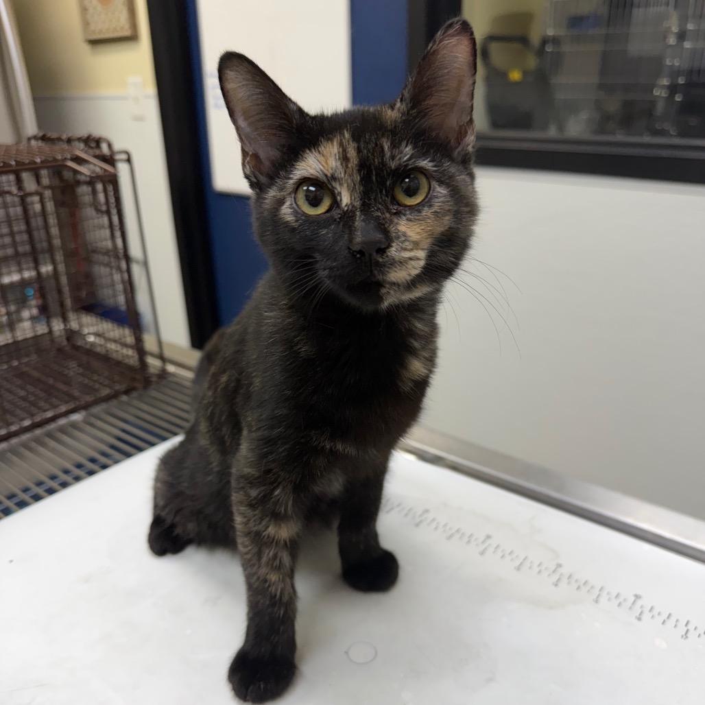 Gabby, Adoptable, Kitten Female American Shorthair.