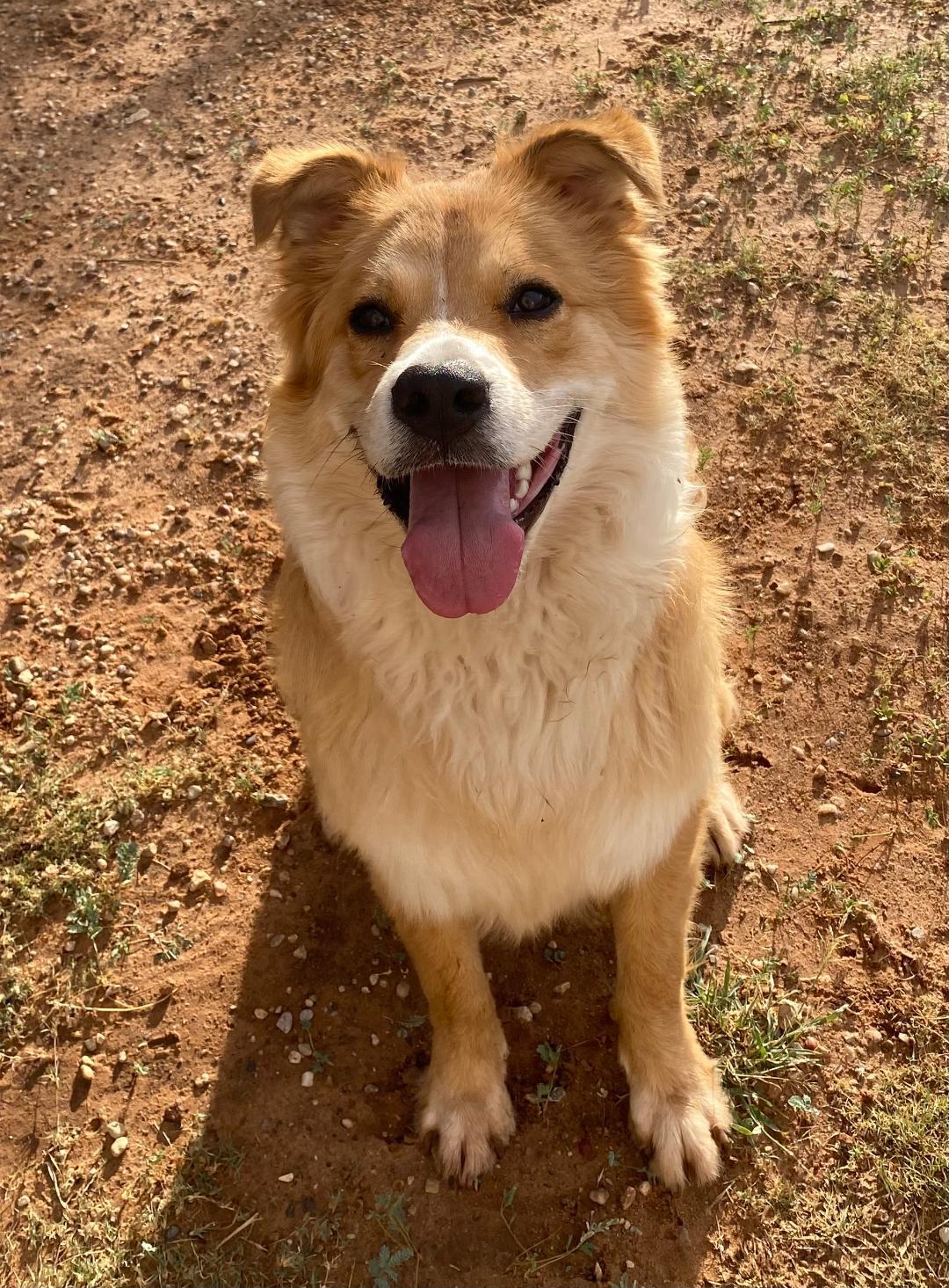 Enlarge Bruno, a ADOPTABLE mixed breed in Post, TX image 1/1