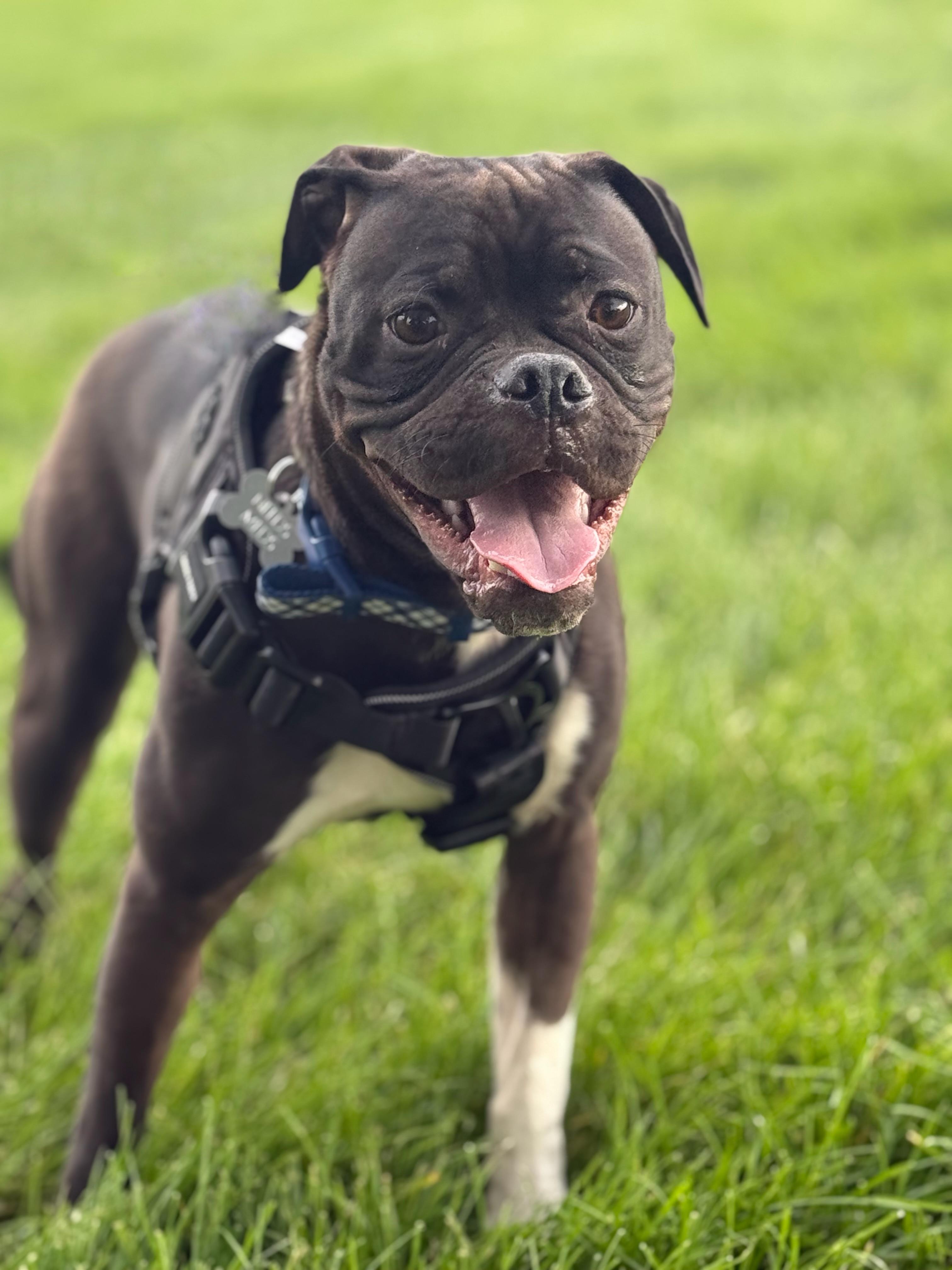 Finch, Adoptable, Young Male Pug & Boxer.