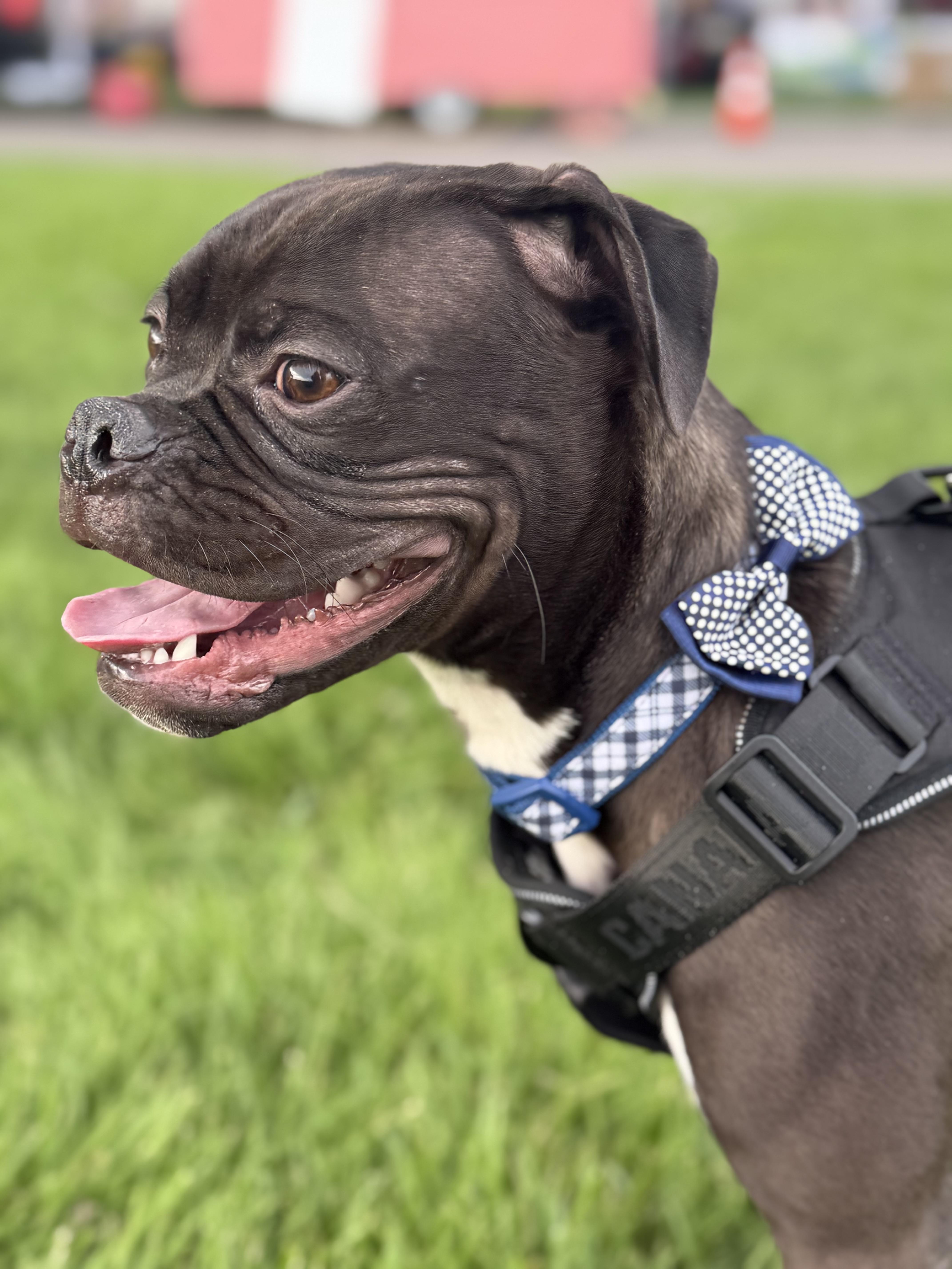 Enlarge Finch, a Adoptable mixed breed in Twin Falls, ID image 2/4