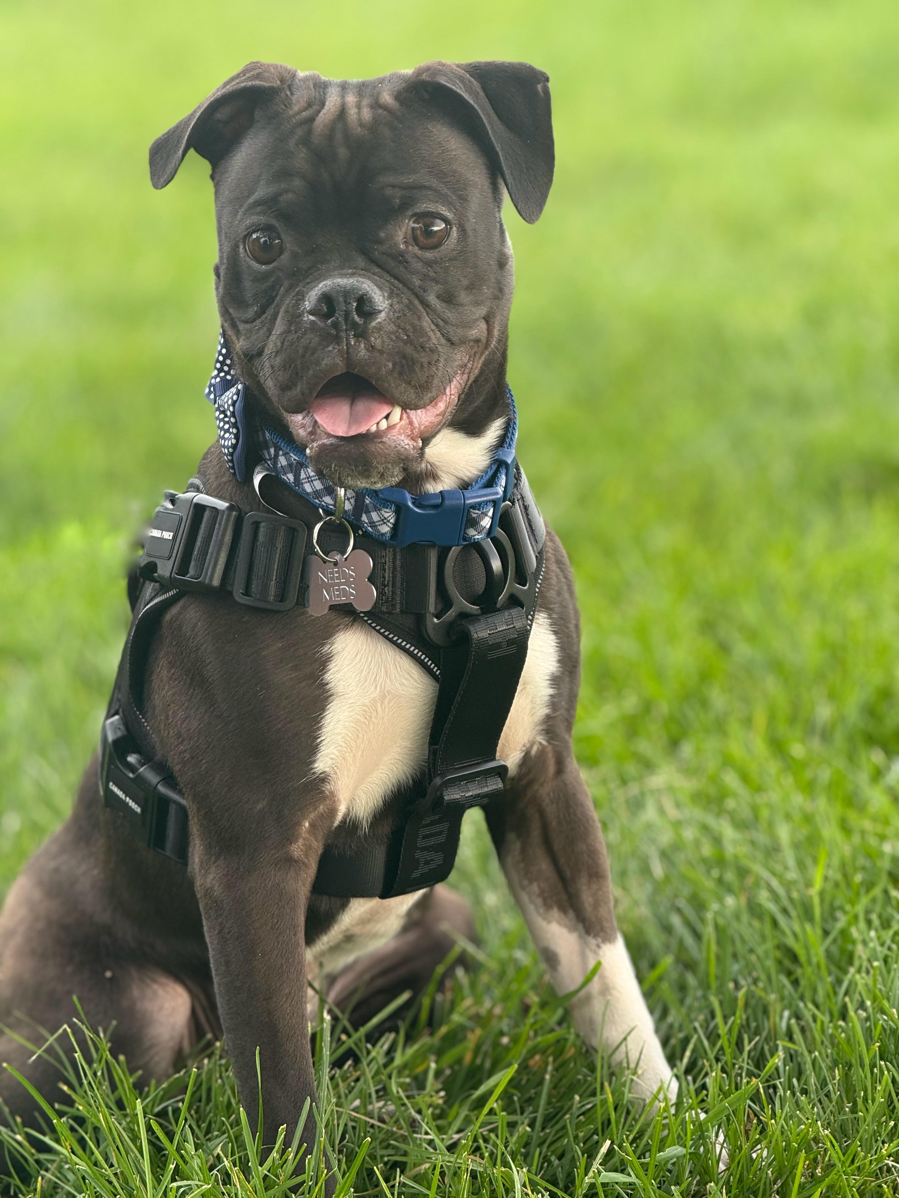 Enlarge Finch, a Adoptable mixed breed in Twin Falls, ID image 3/4