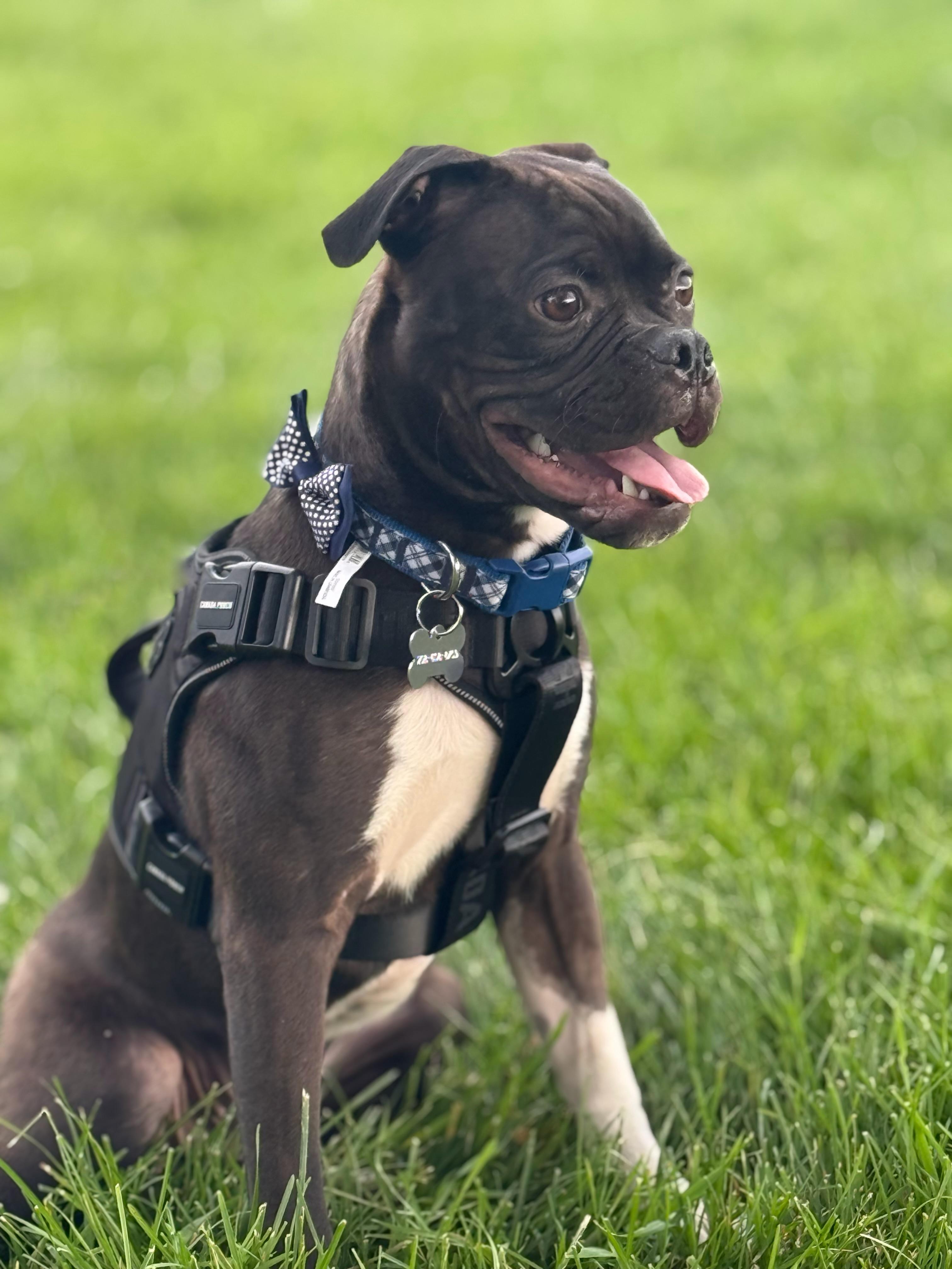 Enlarge Finch, a Adoptable mixed breed in Twin Falls, ID image 4/4