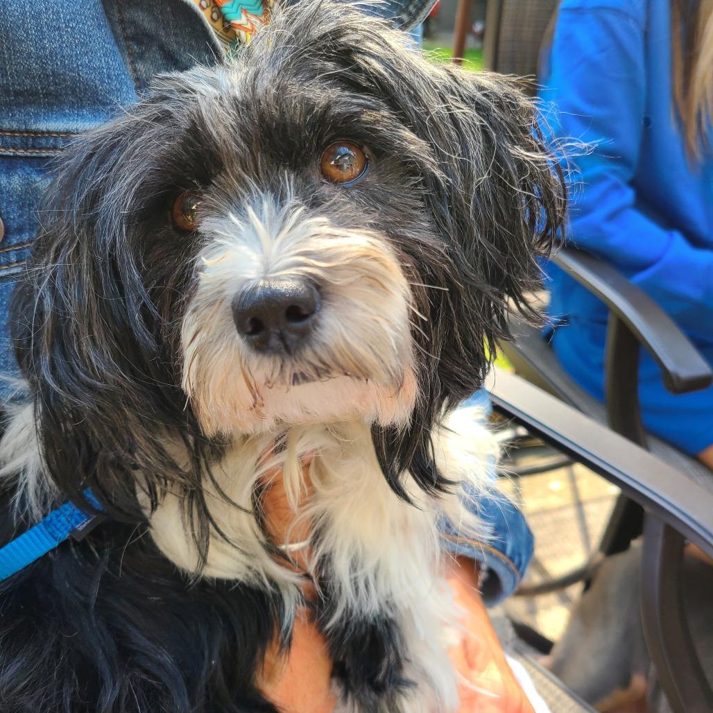 Enlarge Bonnie, a Adoptable mixed breed in Northville, MI image 2/5