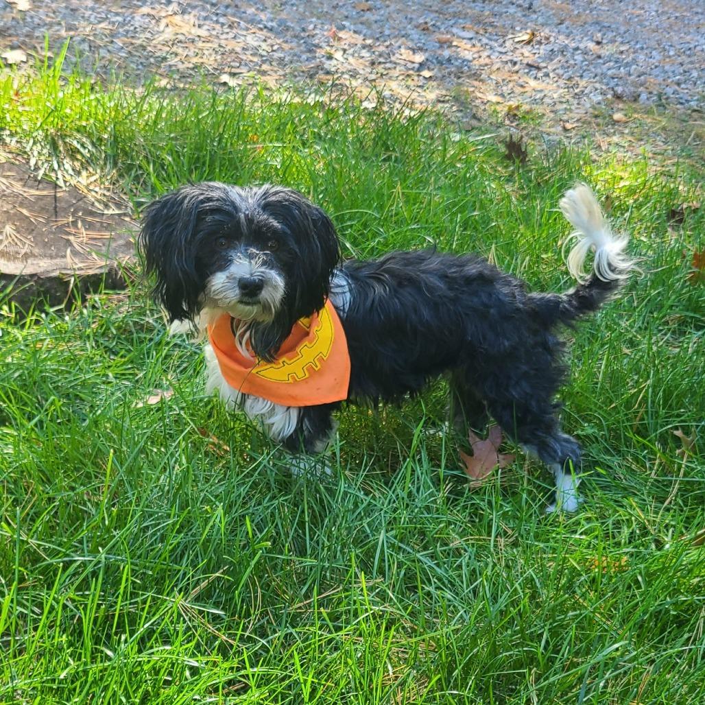 Enlarge Bonnie, a Adoptable mixed breed in Northville, MI image 3/5
