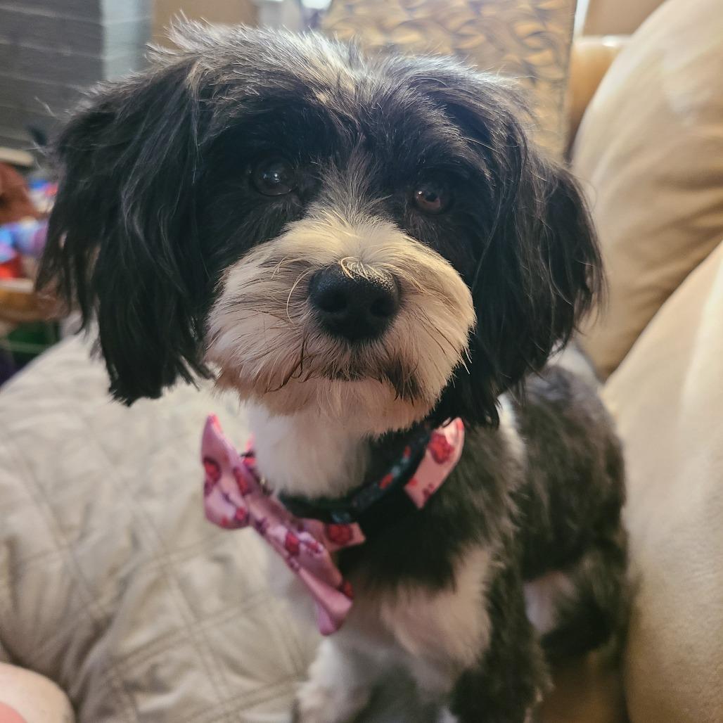 Enlarge Bonnie, a Adoptable mixed breed in Northville, MI image 5/5