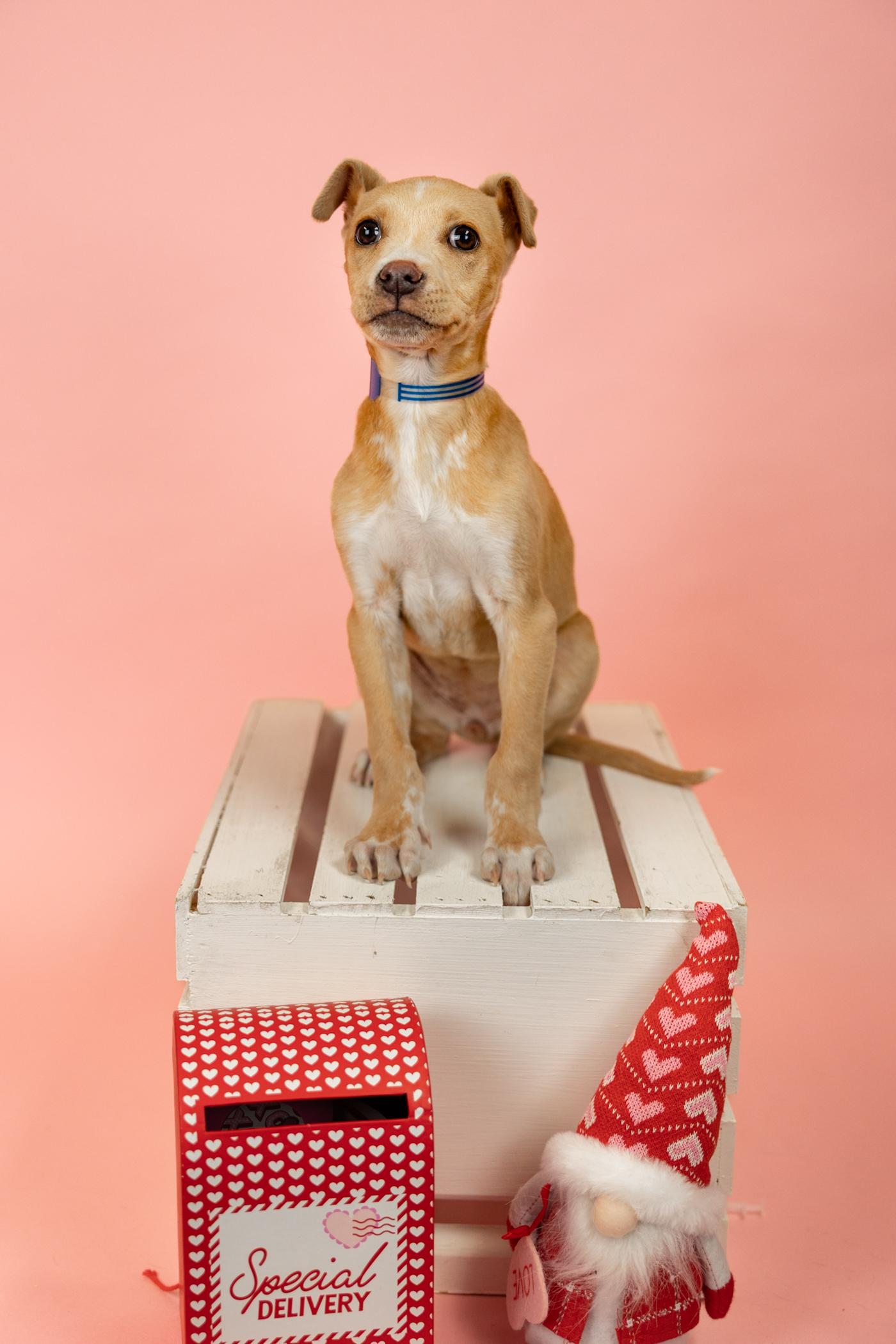 118-26, ADOPTABLE, Young Female Pit Bull Terrier.