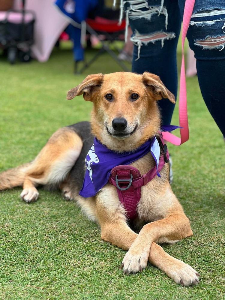 Barbie, a Adoptable mixed breed in Wendell, NC image 1/6
