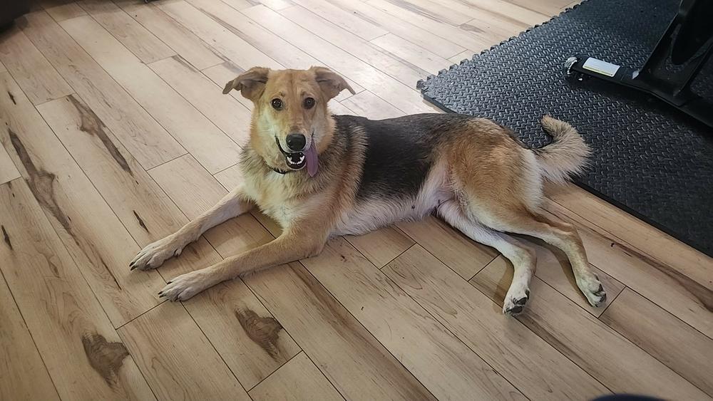 Barbie, a Adoptable mixed breed in Wendell, NC image 2/6