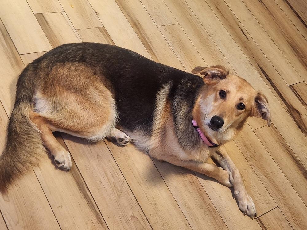 Barbie, a Adoptable mixed breed in Wendell, NC image 5/6