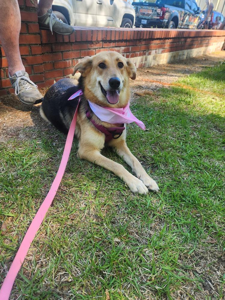 Enlarge Barbie, a Adoptable mixed breed in Wendell, NC image 2/3