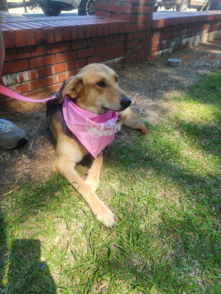 Enlarge Barbie, a Adoptable mixed breed in Wendell, NC image 3/3