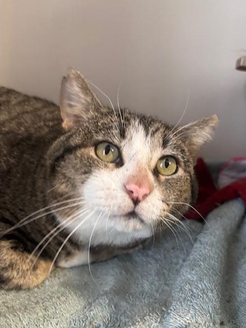 Dustie, an adopted Domestic Short Hair in Hutchinson, MN image 4/4