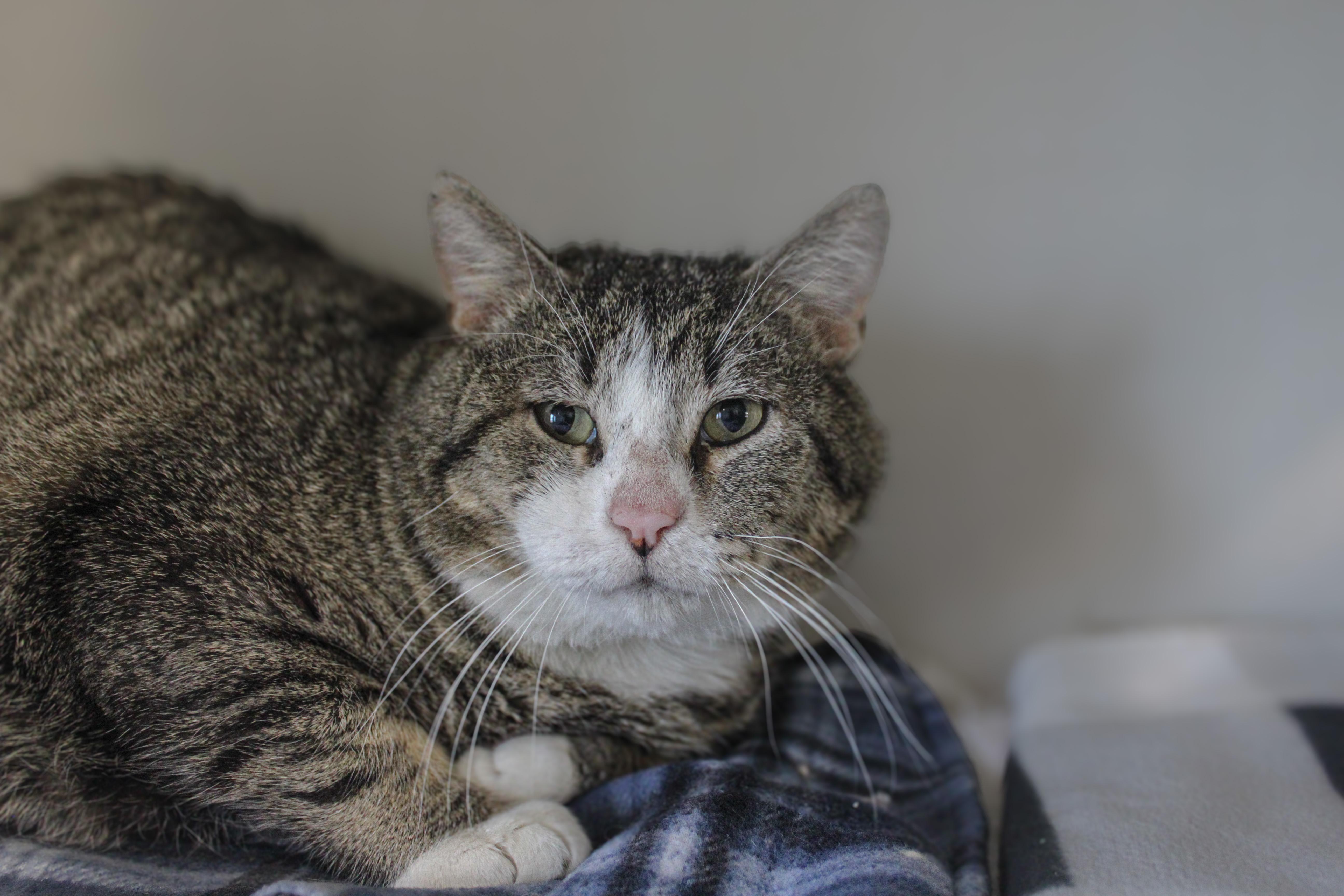 Dustie, ADOPTABLE, Adult Male Domestic Short Hair.
