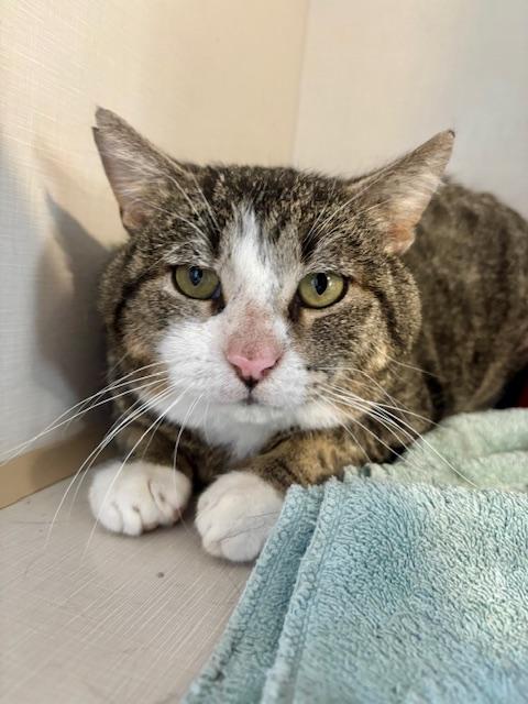 Dustie, an adopted Domestic Short Hair in Hutchinson, MN image 2/4