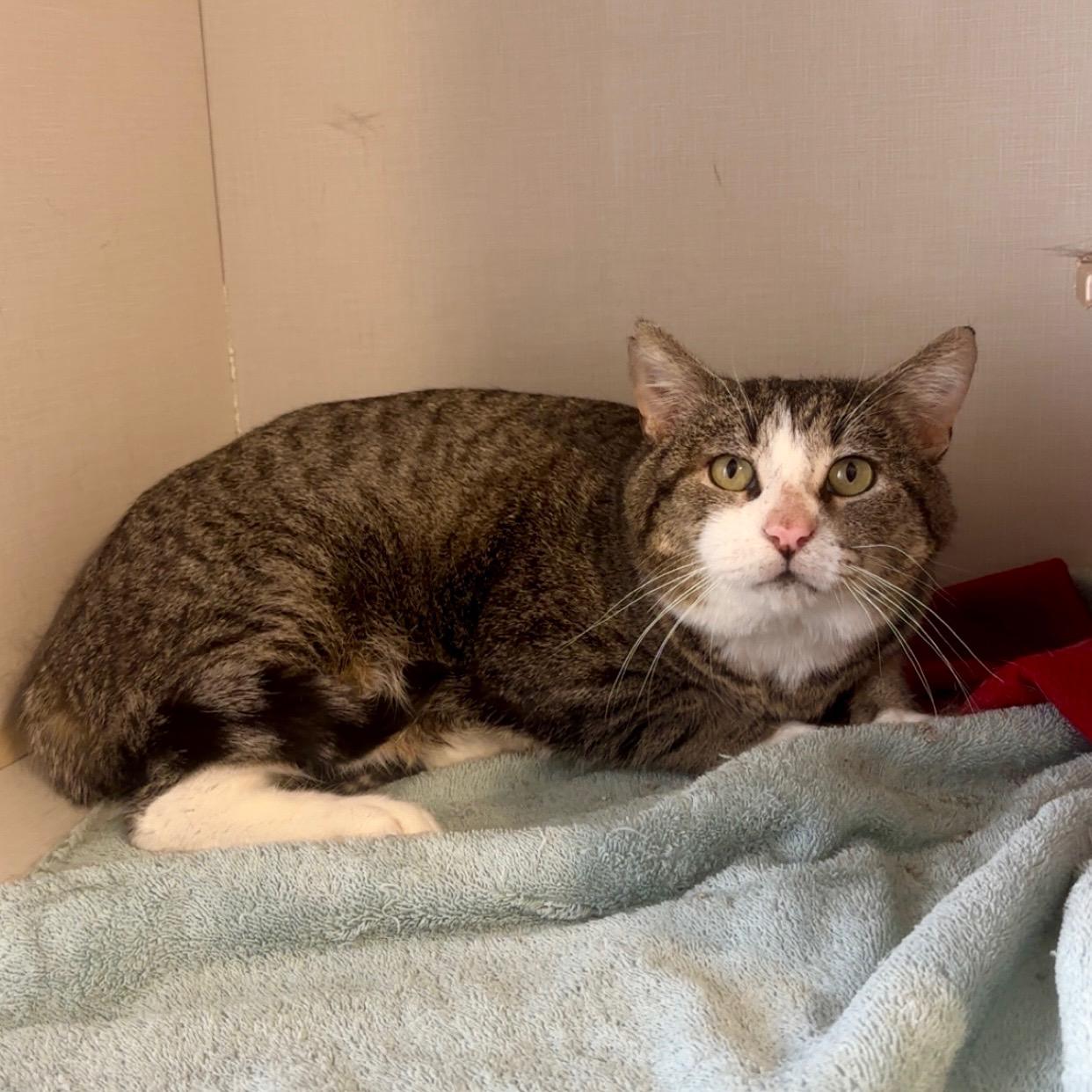 Dustie, an adopted Domestic Short Hair in Hutchinson, MN image 3/4