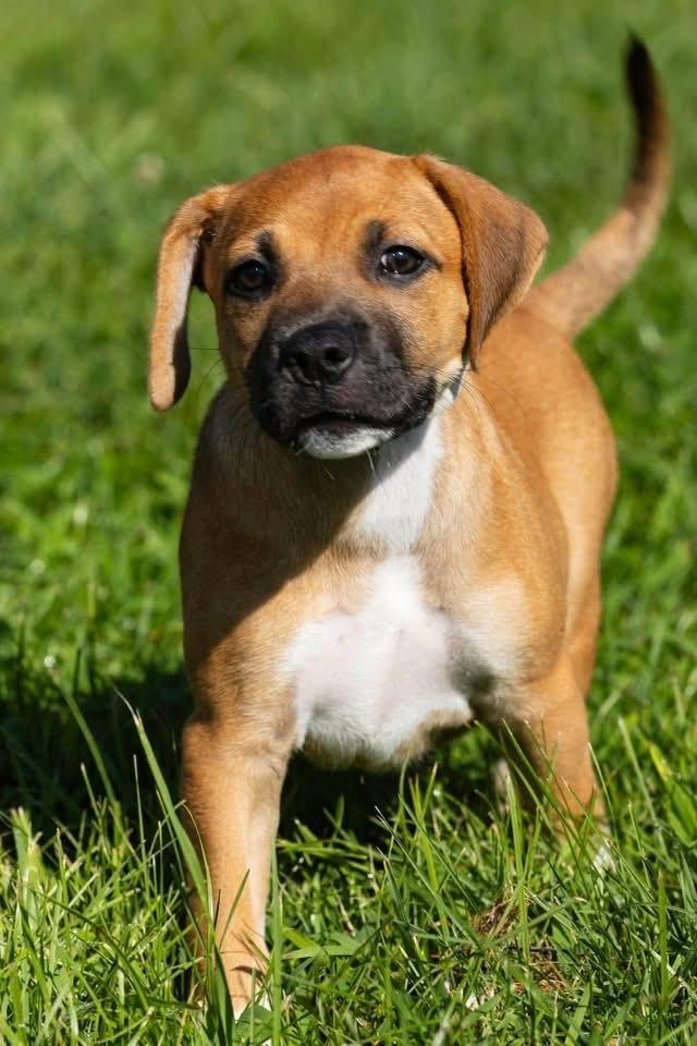 Cassie, a Adoptable mixed breed in Irwin, PA image 1/5