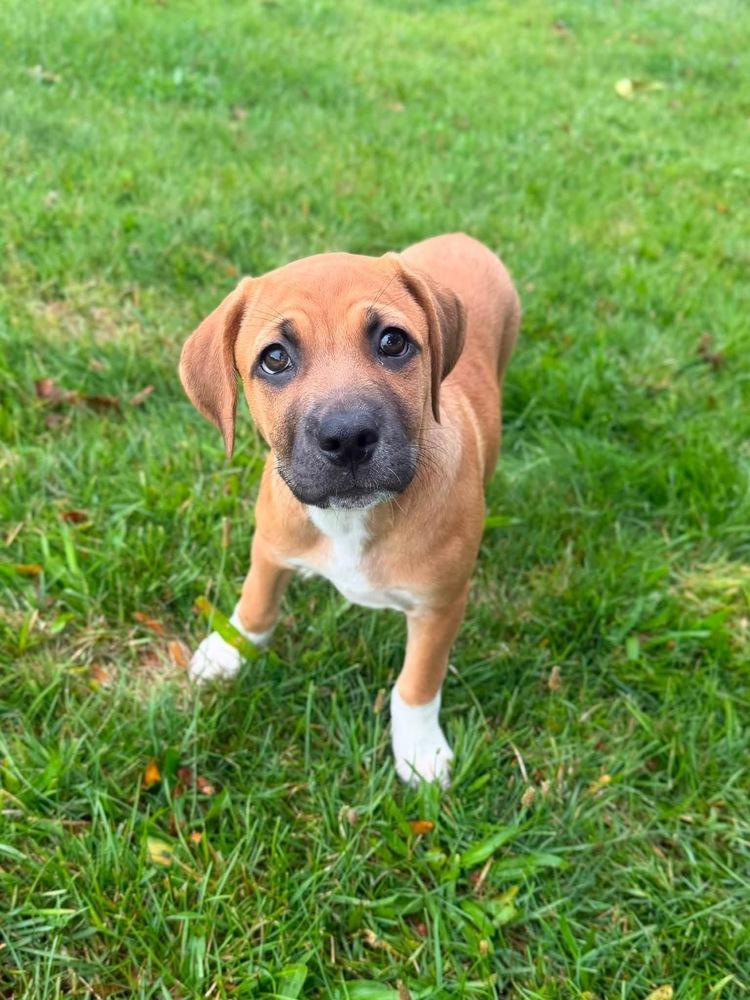 Cassie, a Adoptable mixed breed in Irwin, PA image 2/5