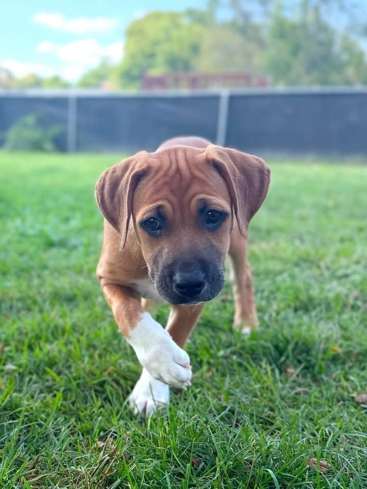 Cassie, a Adoptable mixed breed in Irwin, PA image 3/5